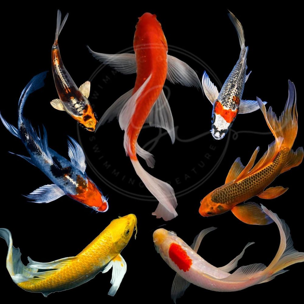 Aquarium Fish In Pond - Çeşitli Renklerde Canlı Koi Balıkları (3-4)