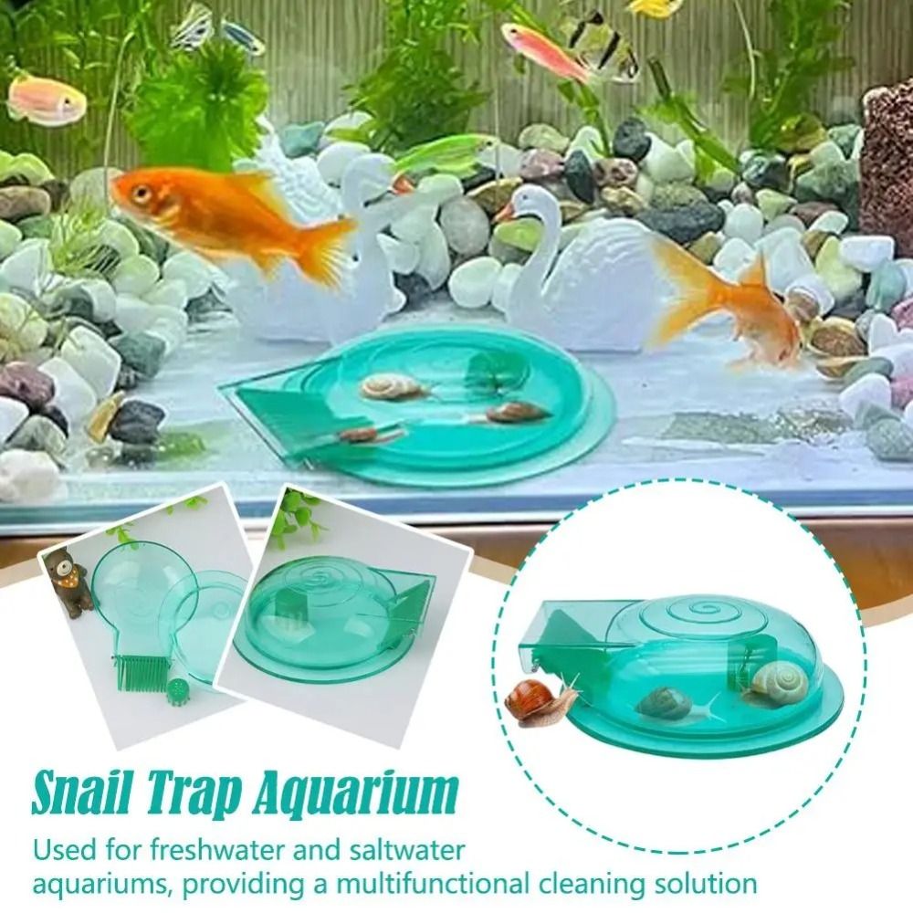Aquarium Fish Eggs - Tatlı su tuzlu su akvaryumu salyangoz