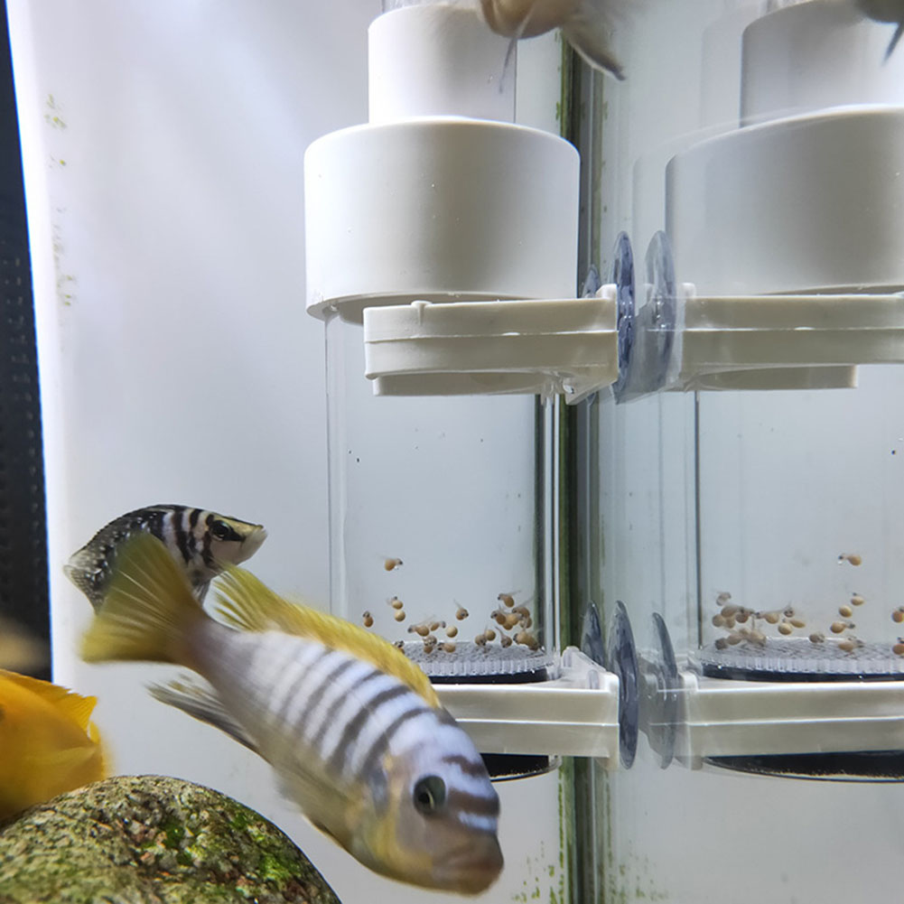 Aquarium Fish Eggs - 40mm Akvaryum Çiklitleri Kuluçka Yumurtaları İçin
