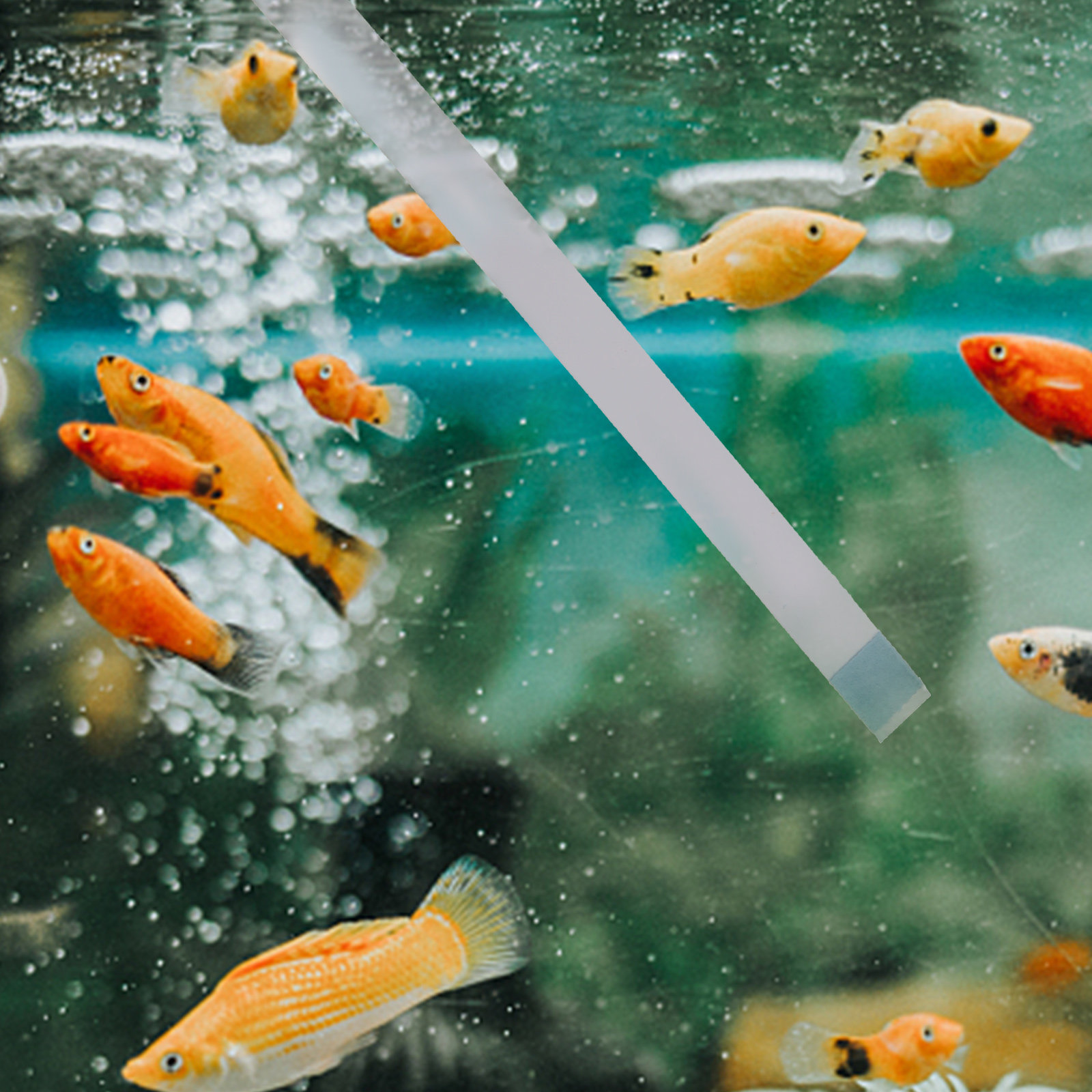 Aquarium Fish In Pond - Yüzme Havuzu Test Şeritleri, Jakuzi Spa