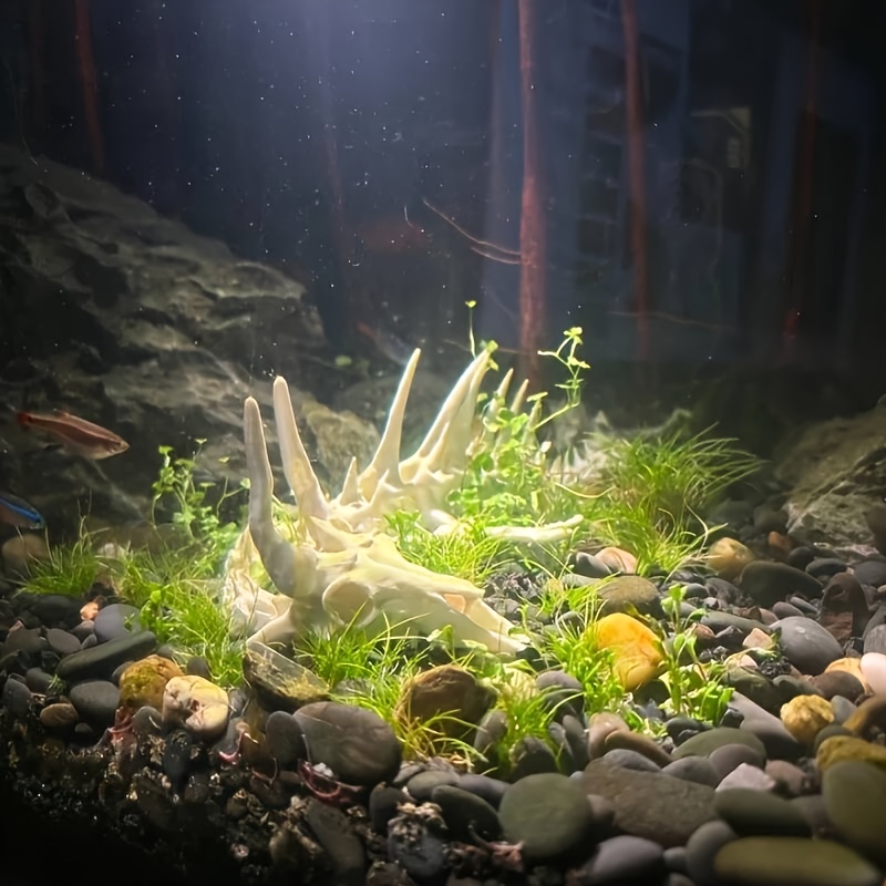 1 adet Ejderha Şeklinde Balık  - Aquarium Fish Dragon incelemesi ve fiyatı