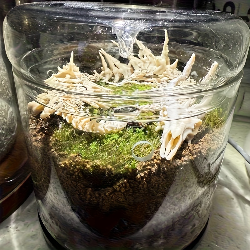 1 adet Ejderha Şeklinde Balık  - Aquarium Fish Dragon incelemesi ve fiyatı