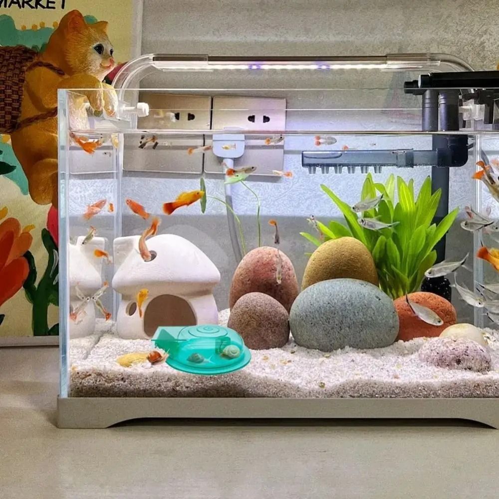 Tatlı su tuzlu su akvaryumu sa - Aquarium Fish Eggs incelemesi ve fiyatı