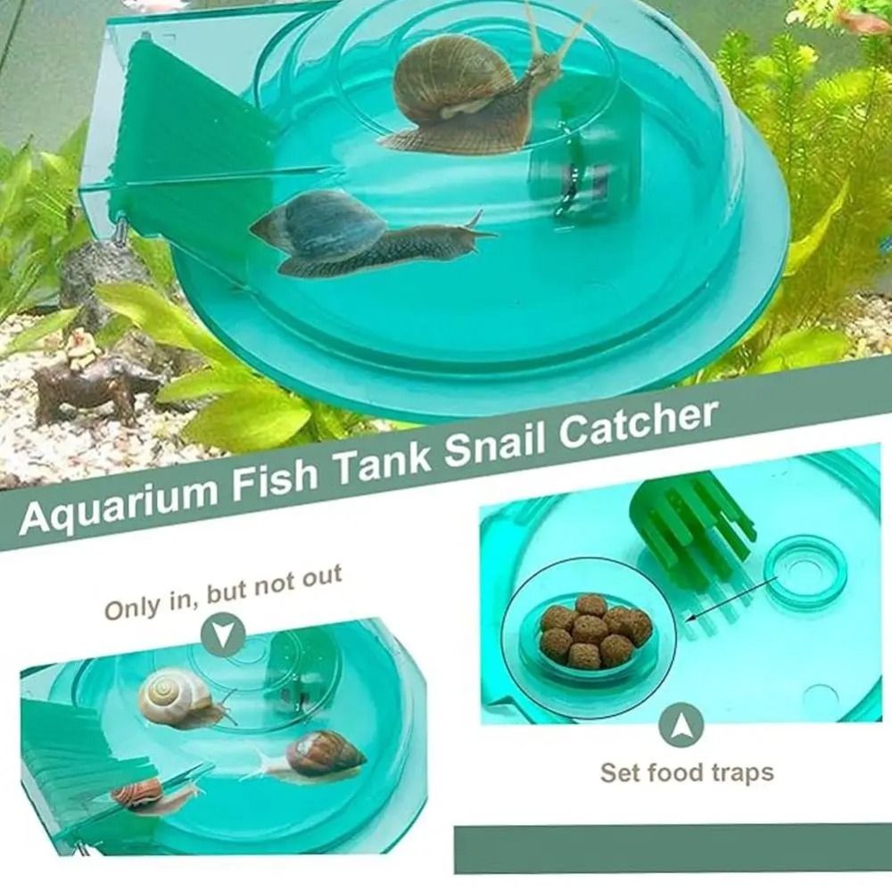 Tatlı su tuzlu su akvaryumu sa - Aquarium Fish Eggs incelemesi ve fiyatı