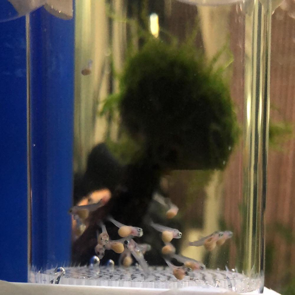 40mm Akvaryum Çiklitleri Kuluç - Aquarium Fish Eggs incelemesi ve fiyatı