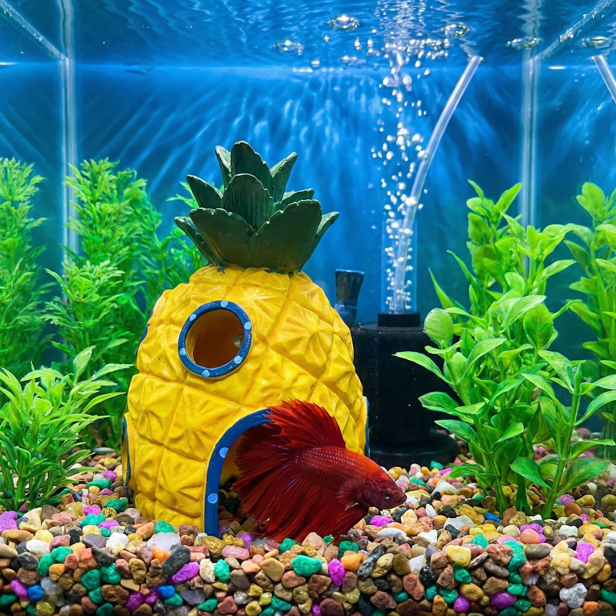 Ananas Evi Akvaryum Dekoru, Be - Aquarium Fish Hideout incelemesi ve fiyatı